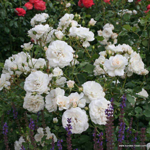 PETTICOAT®